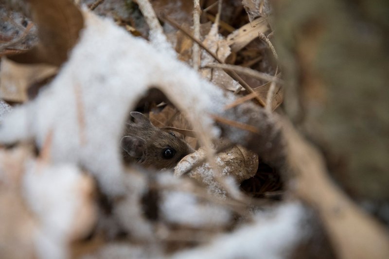 Close-up of a wood mouse peeking through leaves and snow, showcasing winter camouflage in Maryland.
