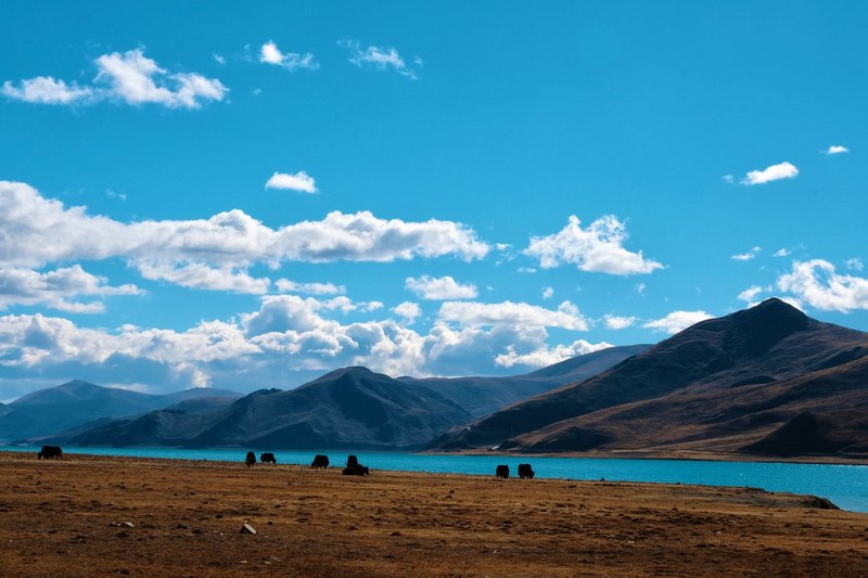 A picturesque view of yaks grazing by a tranquil lake in Tibet, with majestic mountains and a vibrant blue sky.