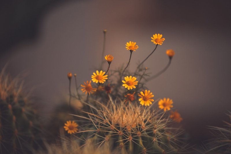 A detailed view of yellow blossoms on a prickly cactus creating a vibrant contrast.