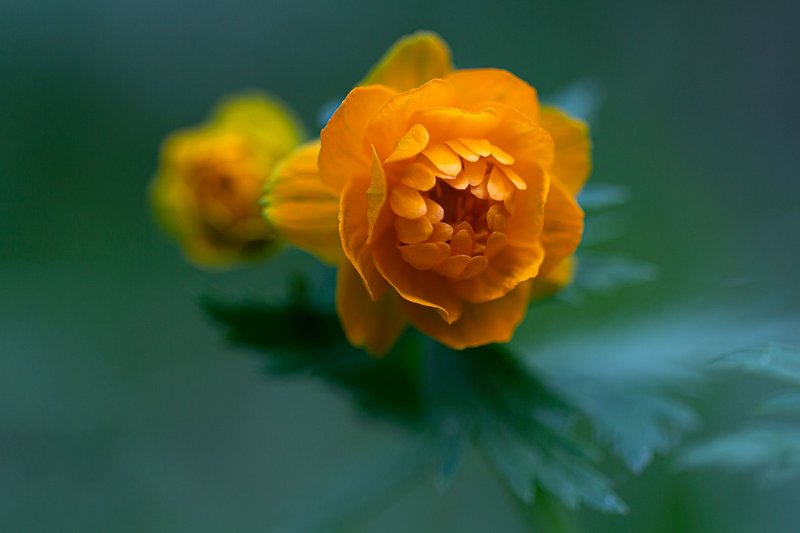 Beautiful close-up of vibrant yellow globeflowers in lush greenery.