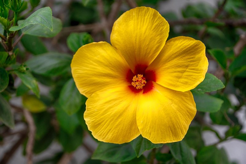 Vivid close-up of a yellow hibiscus flower with green leaves background.
