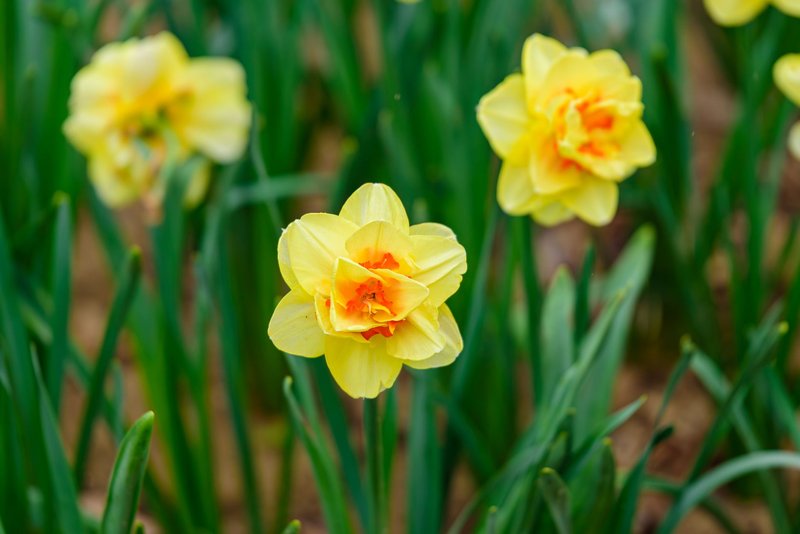 Bright yellow daffodils blooming in a dense green garden, signaling the arrival of spring.