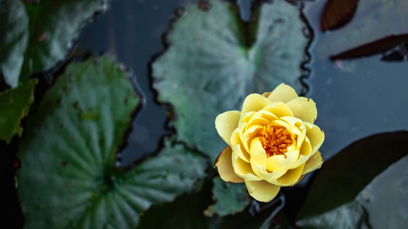 Close-up of a blooming yellow water lily in a tranquil pond, focal point on the flower.