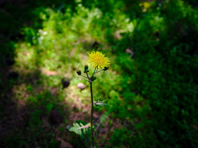 A single yellow dandelion standing tall amidst lush green foliage in a sunny field setting.