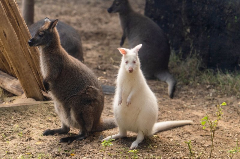 A cute albino and brown joey kangaroos in a natural habitat setting at Dubai Zoo.