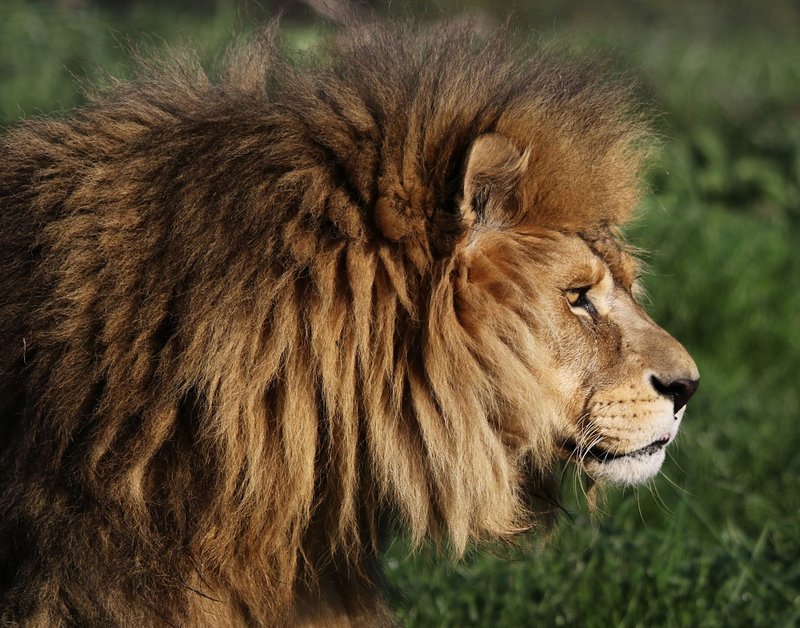 Close-up of a majestic lion in profile view amidst lush greenery, highlighting its regal mane.