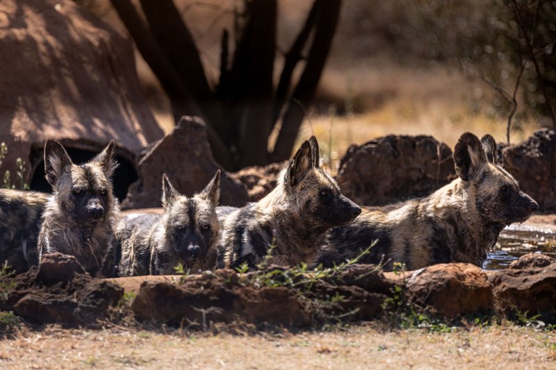 A group of African wild dogs resting by a waterhole in their natural habitat under sunlight.