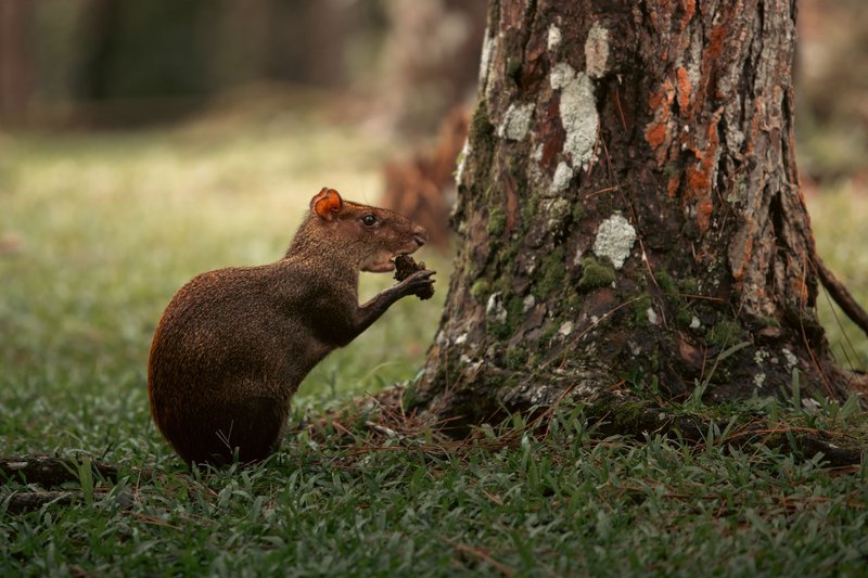 Close-up of a Central American agouti eating near a tree in Coclé, Panama.