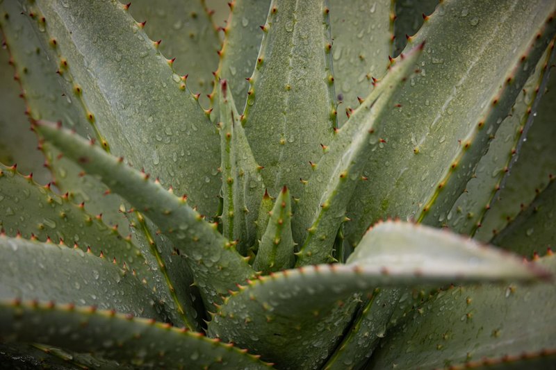 Detailed view of an aloe vera plant with fresh water droplets on its leaves, showcasing its natural beauty.