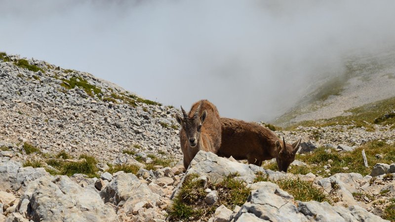 Two ibexes grazing on rocky terrain in Gresse-en-Vercors, France, amidst a foggy backdrop.