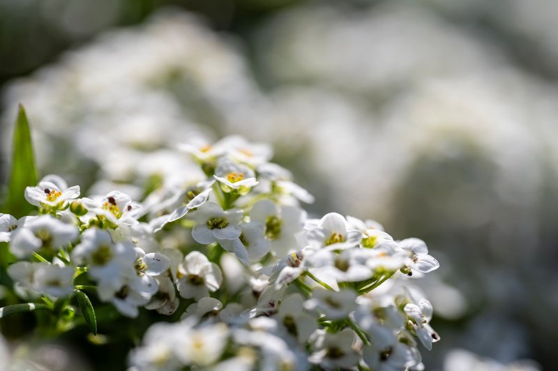 Close-up of white Alyssum flowers in full bloom, showcasing delicate petals and vibrant green leaves.
