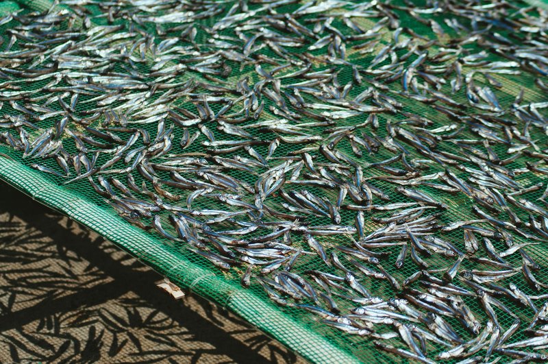 Dried anchovies on a green mesh drying rack in Hội An, Vietnam.