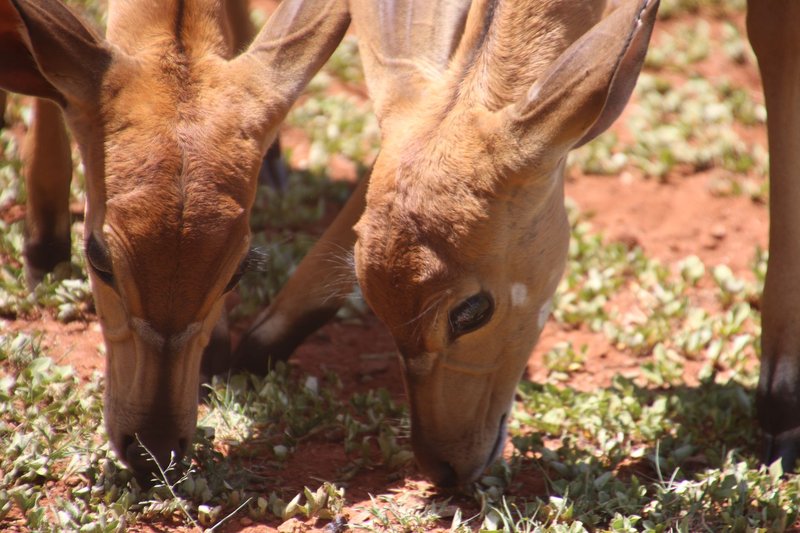 Two young antelopes grazing on grass in daylight, showcasing their natural habitat and behavior.