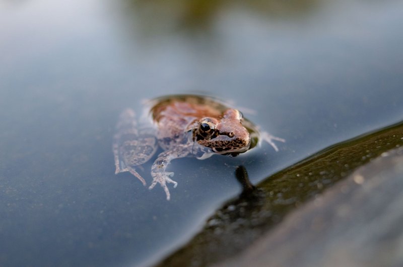 A stunning close-up image of a frog floating in calm water, showcasing its detailed texture and natural habitat.