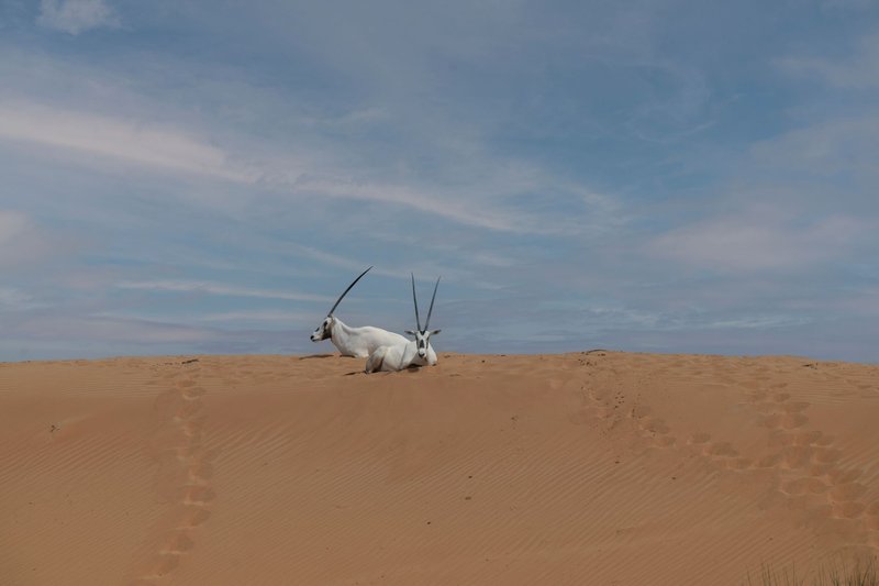 Arabian Oryx resting on a sand dune under a clear sky in Dubai desert.
