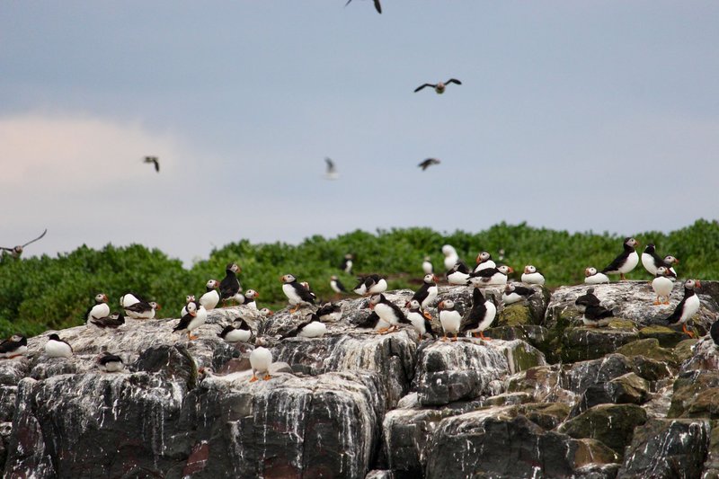 A vibrant colony of Atlantic Puffins perched on rocky sea cliffs with green foliage in the background.