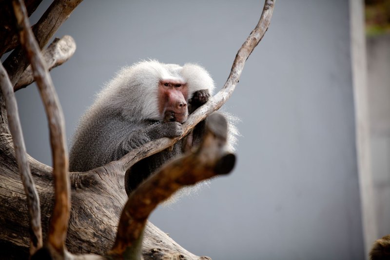 A Hamadrayas baboon sitting on a tree branch, showcasing its natural habitat.