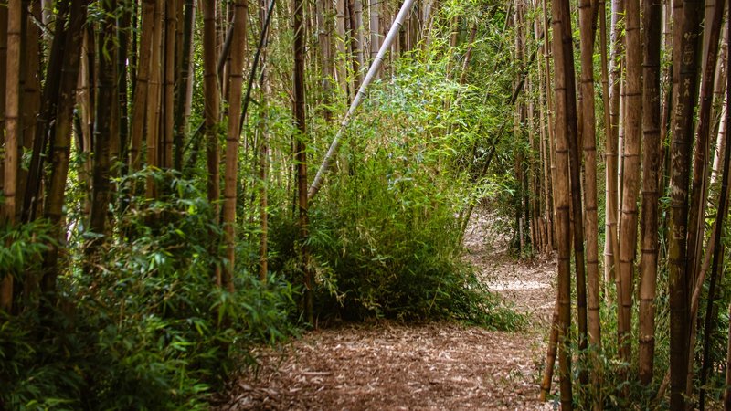 Explore a tranquil path through dense bamboo forest, inviting peaceful nature walks.