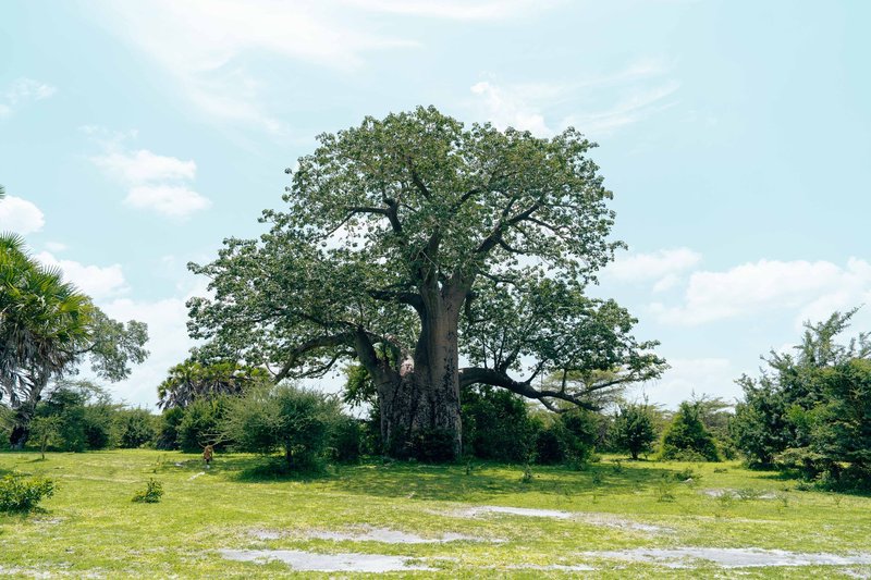 A lush landscape showcasing a majestic baobab tree under a bright summer sky.