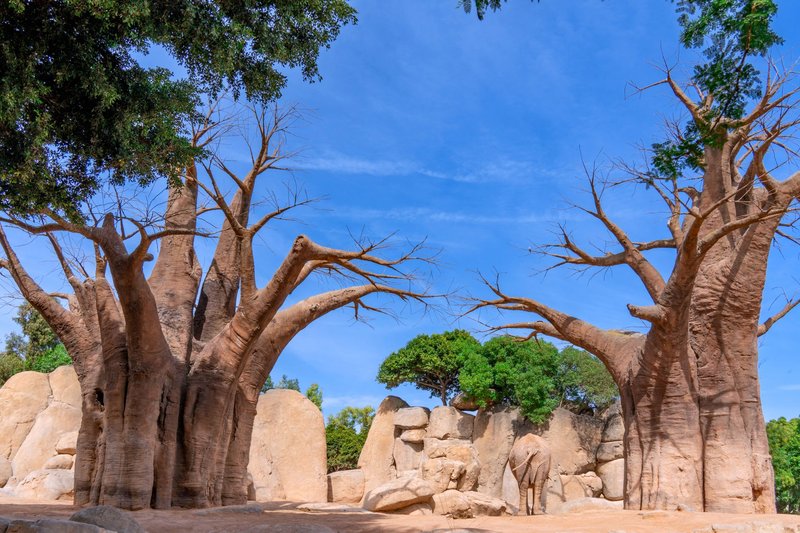 Striking baobab trees in a serene landscape, captured in Valencia, Spain, under a vibrant blue sky.