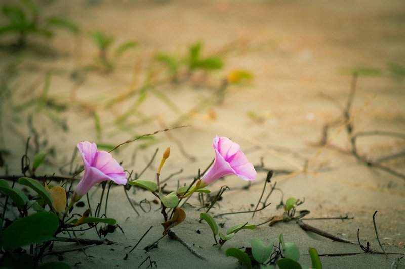 Close-up of pink morning glory flowers growing in sand, offering a contrast to the beach setting.