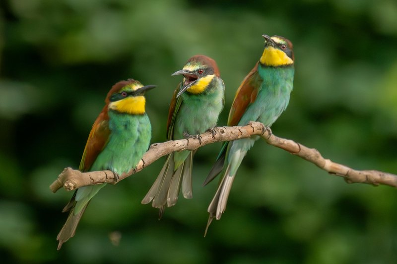 Three colorful European bee-eaters perched on a branch against a lush green background.