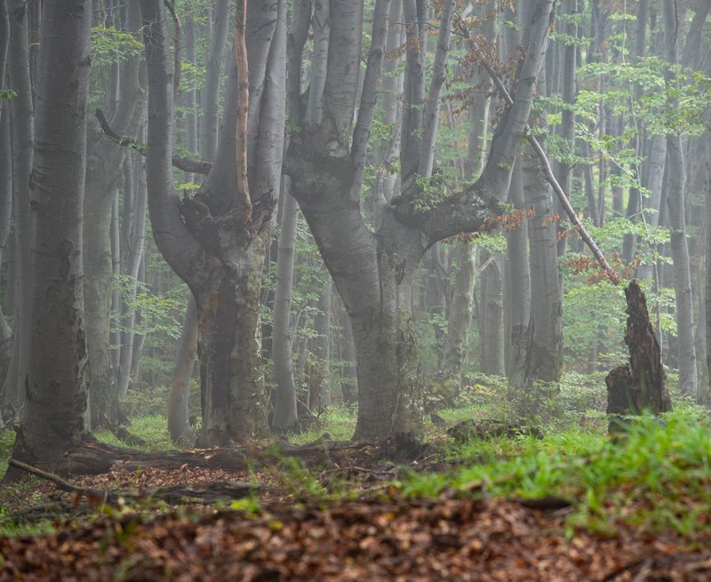 Mysterious beech forest in foggy landscape, Bosnia and Herzegovina.