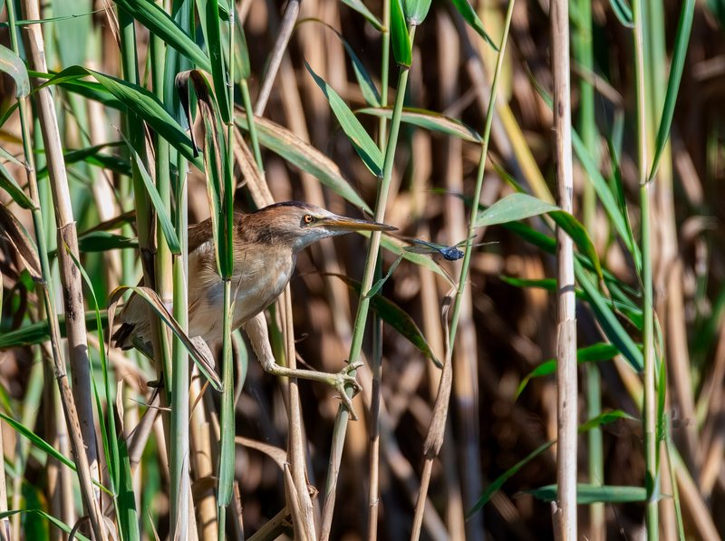 Close-up of a Stripe-backed Bittern camouflaged in dense green reeds.