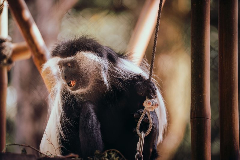 Close-up of a colobus monkey in its natural habitat, showcasing unique features and behavior.