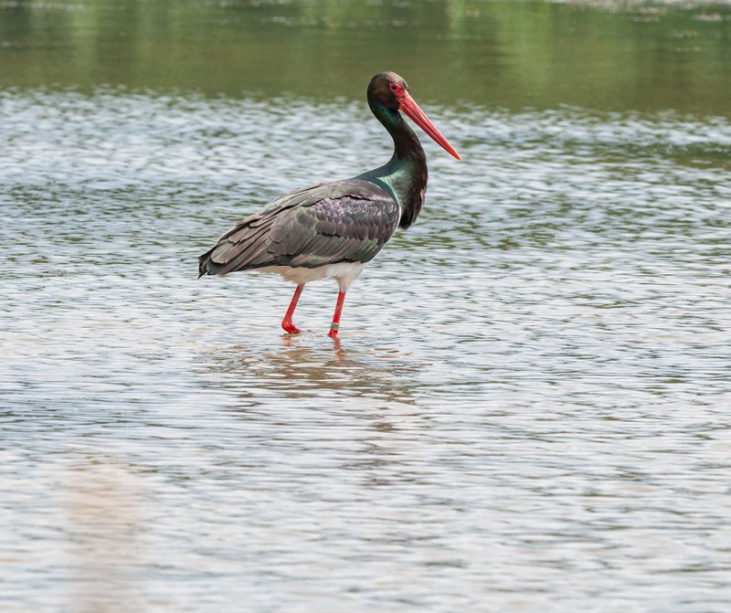 A black stork with red beak and legs stands in tranquil water, showcasing vibrant plumage.