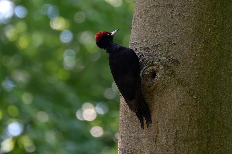 A black woodpecker with a red cap clings to a tree trunk in a sunlit forest.