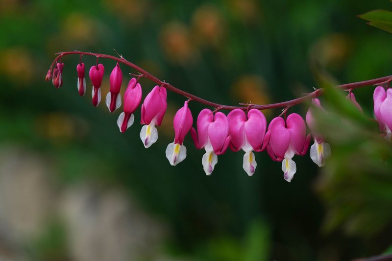 A stunning close-up of pink bleeding heart flowers (Lamprocapnos spectabilis) in full bloom outdoors.