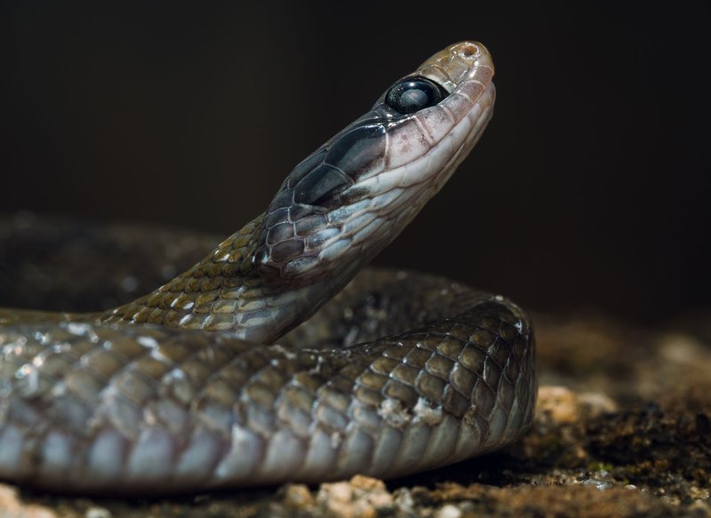 Detailed close-up of a snake amidst Nigerian wildlife, showcasing scale patterns and head features.