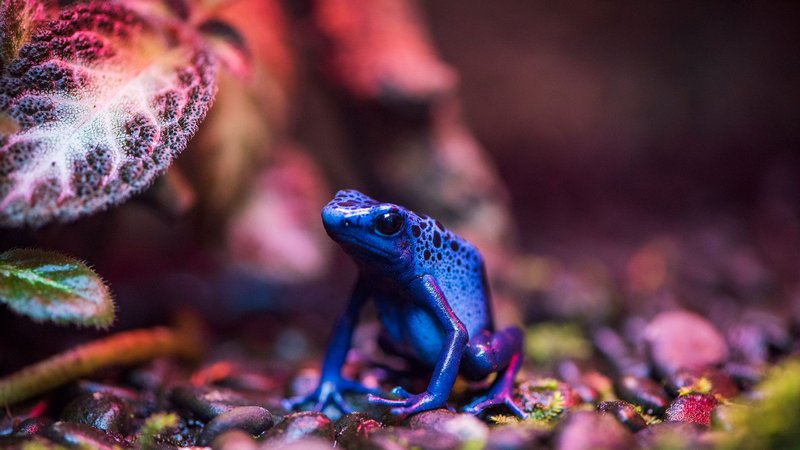 Detailed close-up of a blue poison dart frog amidst colorful foliage, shot in Taipei, Taiwan.