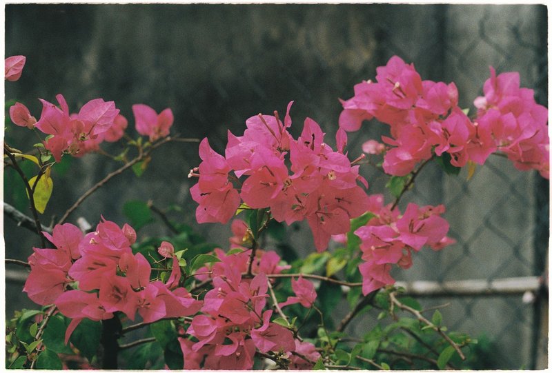 Close-up of vibrant pink bougainvillea flowers blooming outdoors against a neutral background.