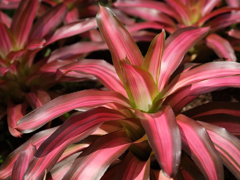 Close-up of a vibrant red and green bromeliad plant basking in the sunlight, showcasing its colorful tropical leaves.