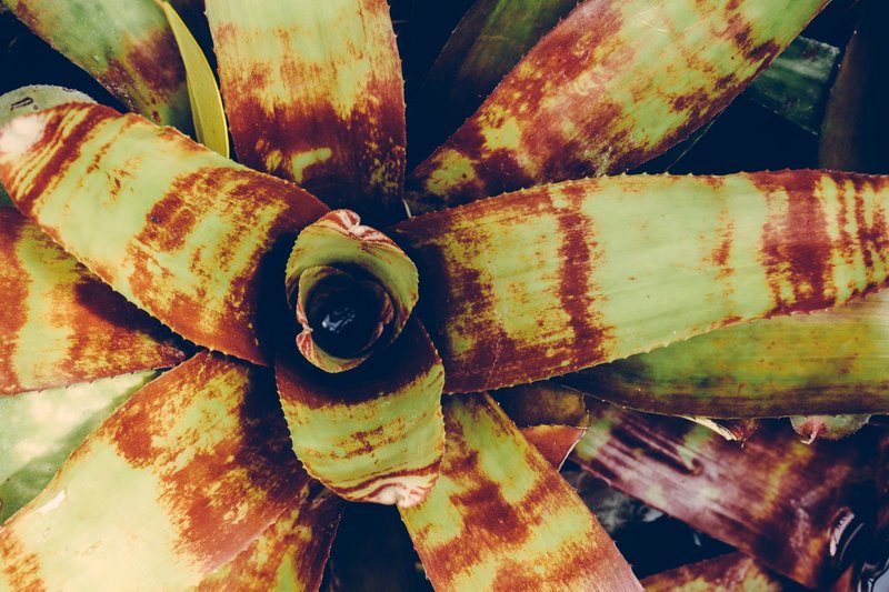 Close-up top view of a colorful bromeliad plant showcasing its vibrant leaves.
