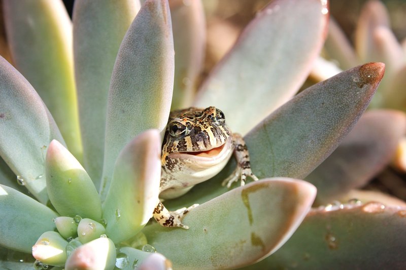 A cute ornate burrowing frog nestled in succulent leaves in Brisbane.