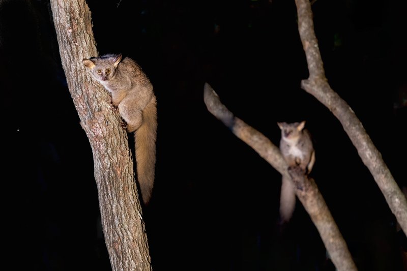 Two greater galagos perched on tree branches, captured in a South African forest at night.