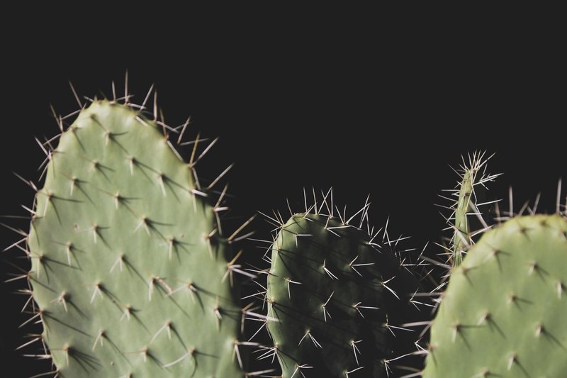Detailed close-up of prickly pear cactus showing sharp spines against a dark background.
