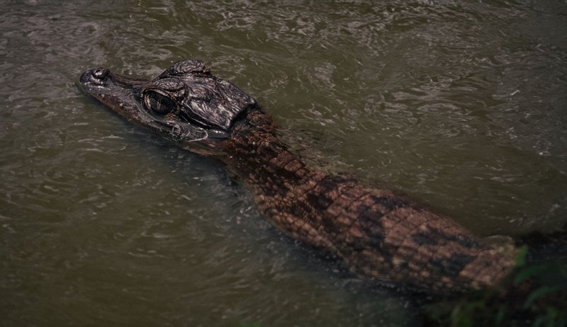 A close-up of a caiman gliding through murky waters, revealing its textured scales.