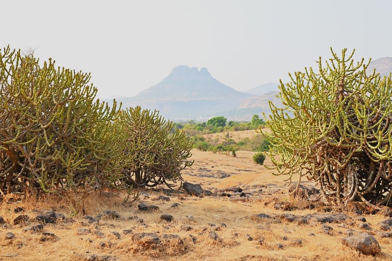 Scenic view of candelabra trees in a dry, arid landscape with distant hills.