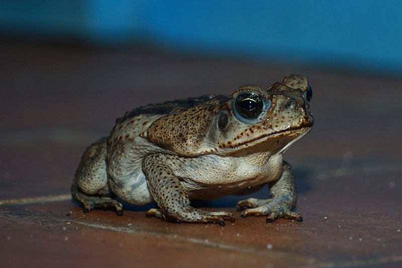 Detailed close-up of a Cane Toad with textured brown skin on a smooth surface.
