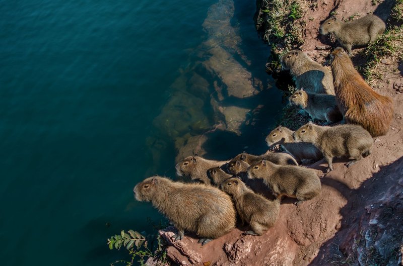 A group of capybaras gathers by the water, showcasing social behavior in their natural habitat.