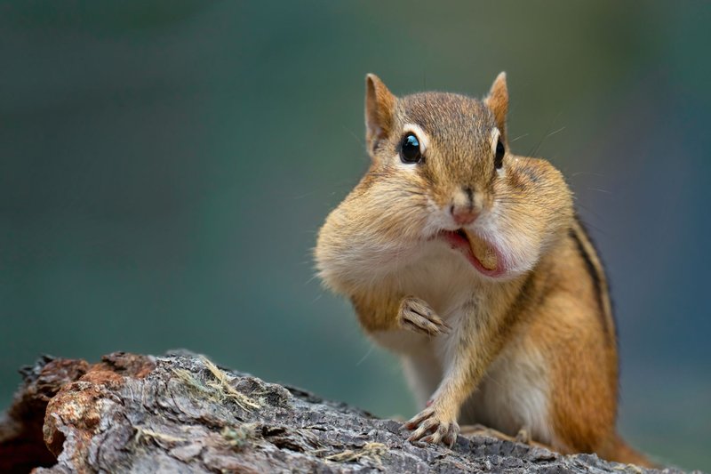 Close-up of a cute chipmunk with puffy cheeks, eating on a tree log.