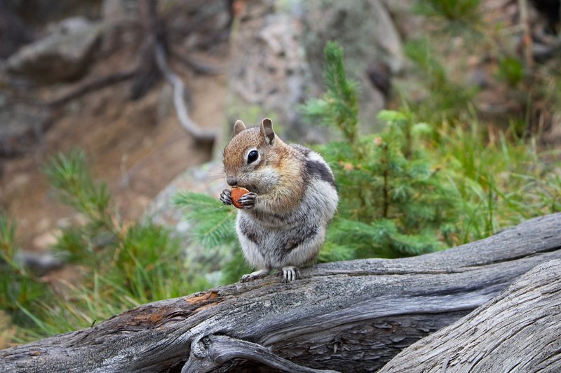A cute chipmunk sits on a tree trunk munching a nut in a natural setting, showcasing wildlife charm.