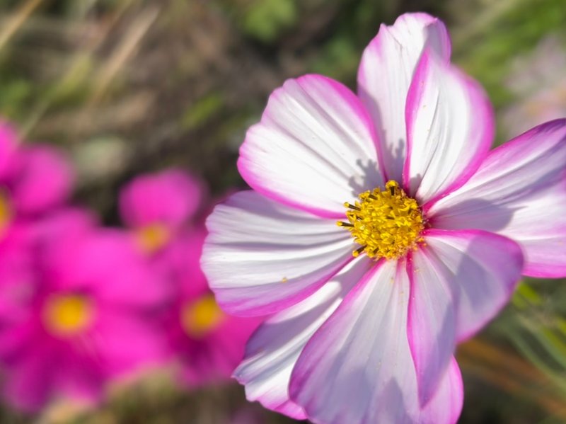 Close-up of a vibrant pink and white cosmo flower in full bloom with a blurred background.