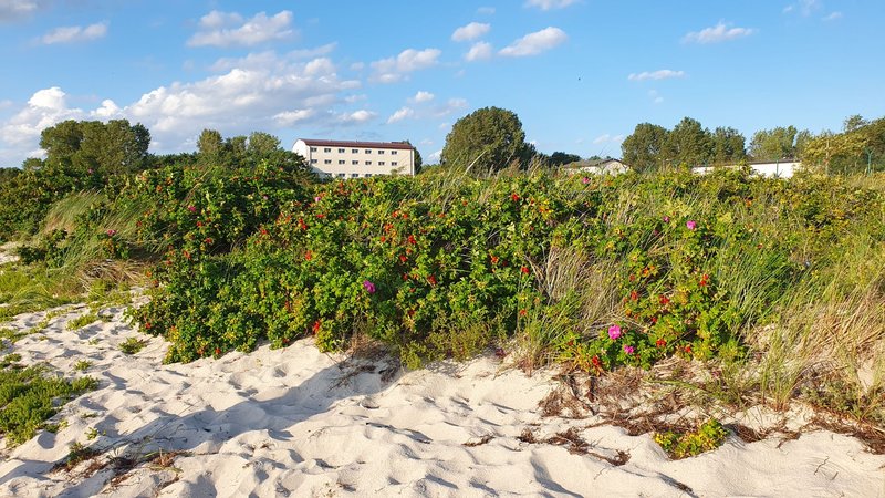 A sunny seaside view with vibrant coastal plants and clear blue skies.