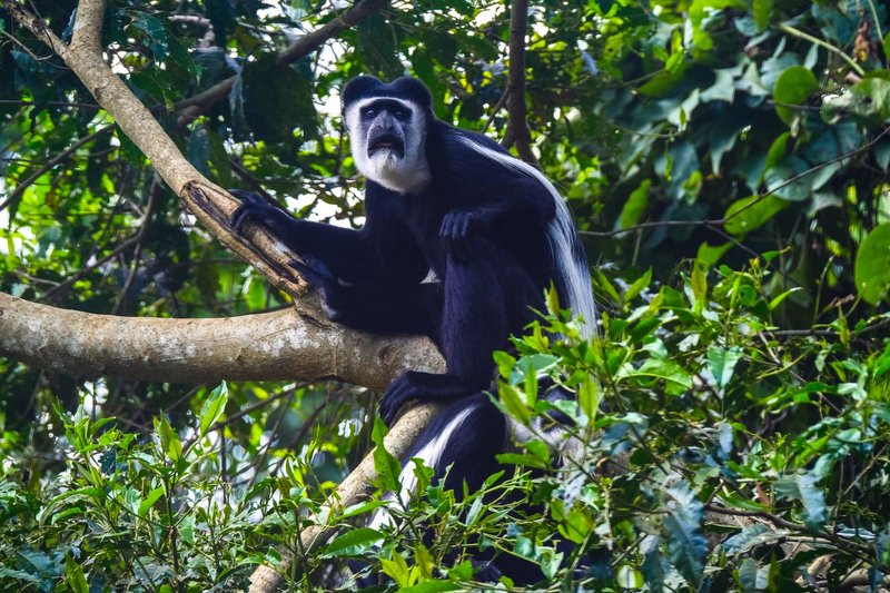 Wild black and white colobus sitting on thick tree branches with lush green leaves in wild nature on summer day