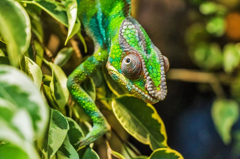 Close-up image of a colorful chameleon perched on green leaves, showcasing the reptile's vibrant patterns.